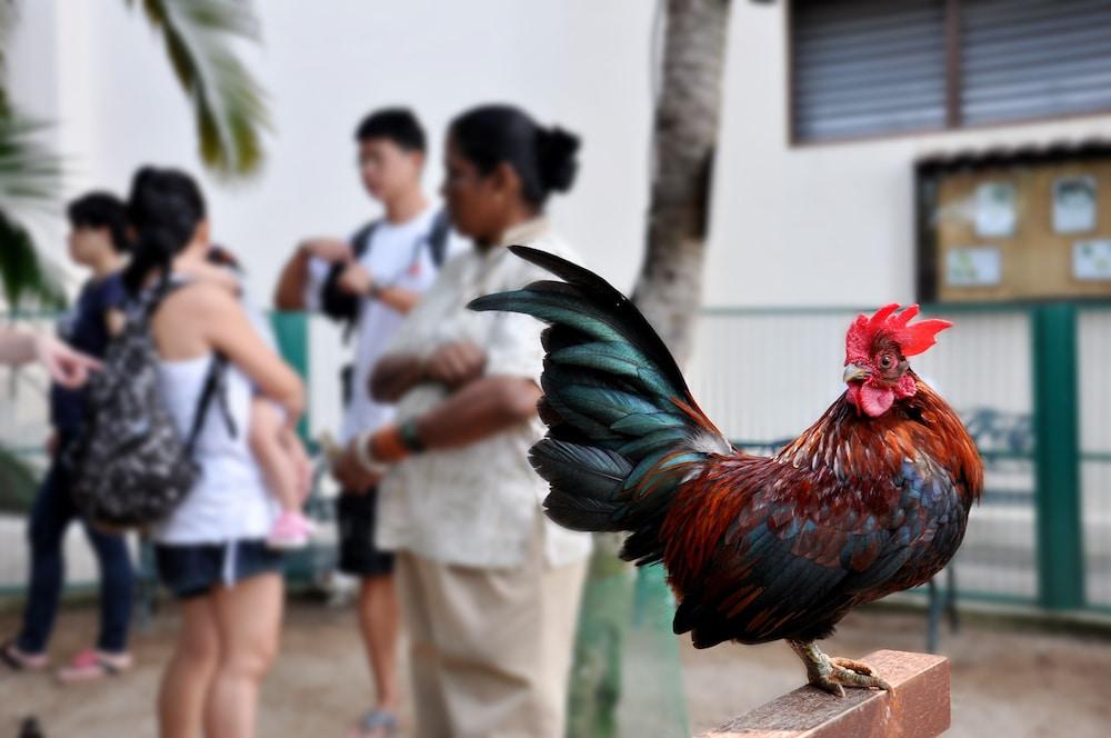 Hotel Avillion Port Dickson Extérieur photo A rooster in the streets of San Juan, Puerto Rico