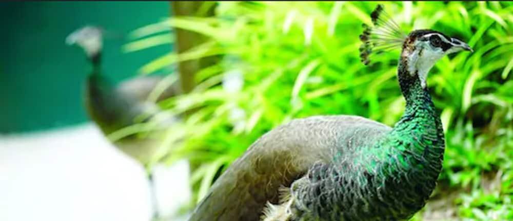 Hotel Avillion Port Dickson Extérieur photo The green-winged macaw's wing feathers are a distinctive green color.